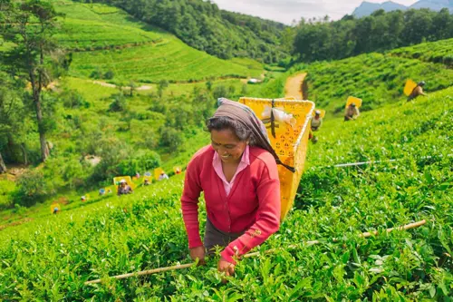 Hồ Gregory Nuwara Eliya: 5 trải nghiệm đẹp nhất giữa cao nguyên chè Sri Lanka