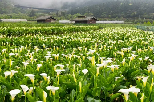 Hoa loa kèn Dương Minh Sơn - Điểm ngắm hoa nổi tiếng ở Đài Loan 2026 