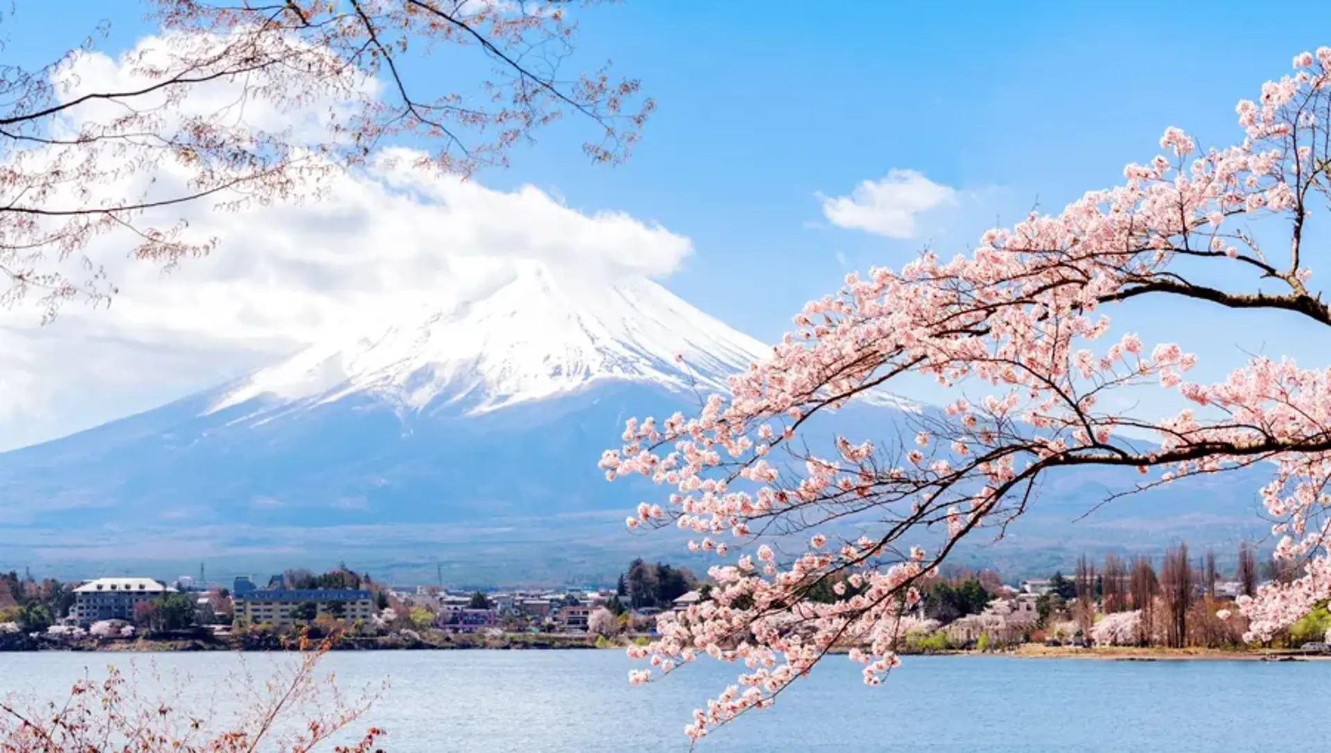 Hoa chi anh Kawaguchi -  Điểm ngắm Shibazakura Nhật Bản đẹp nhất 2026 