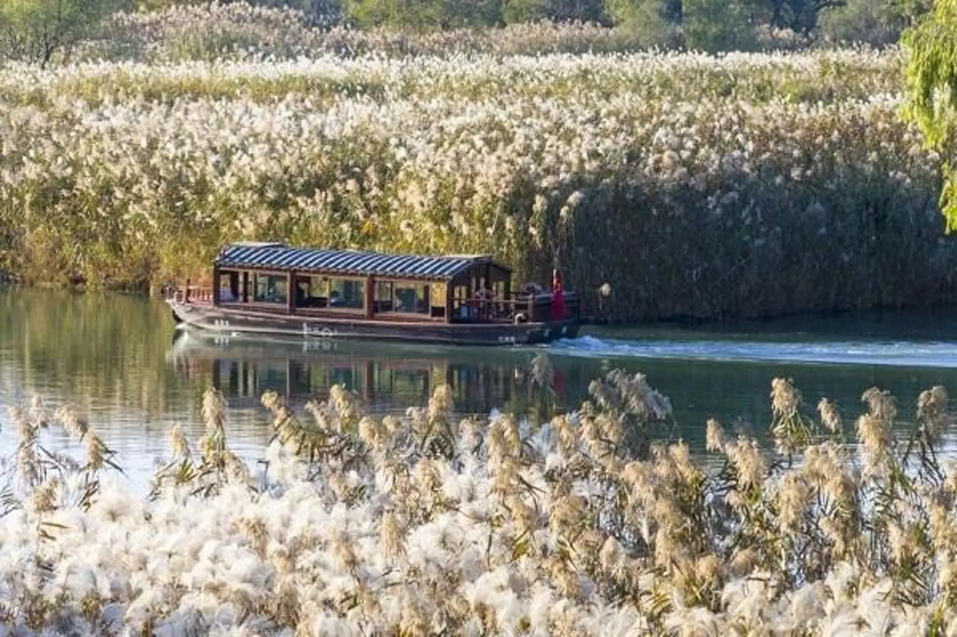 Tây Khê mùa đông có gì? 5 trải nghiệm giữa biển lau trắng ở Hàng Châu 