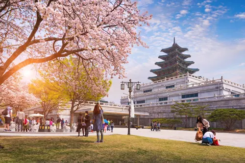 Cung điện Gyeongbokgung mùa xuân - Hoàng cung cổ kính giữa mùa hoa anh đào 2026 