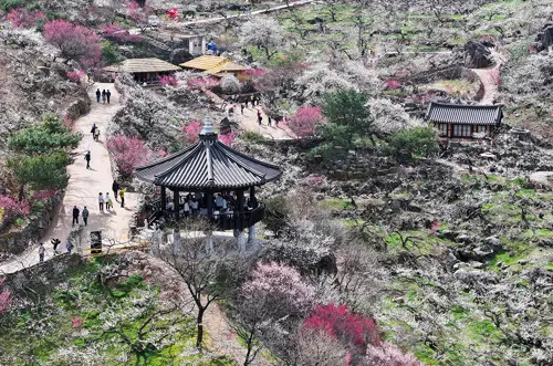 Du lịch Hàn Quốc mùa xuân 2026 - Con đường hoa anh đào Gwangyang Maehwa Village yên bình Jeollanam