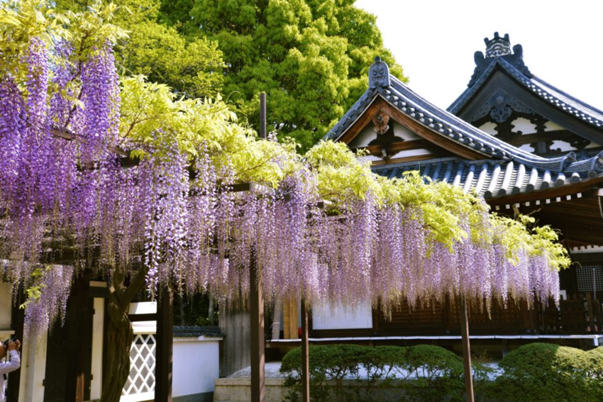 Du lịch Tokyo tháng 5 - Mùa hoa tử đằng Nhật Bản rực rỡ năm 2026 