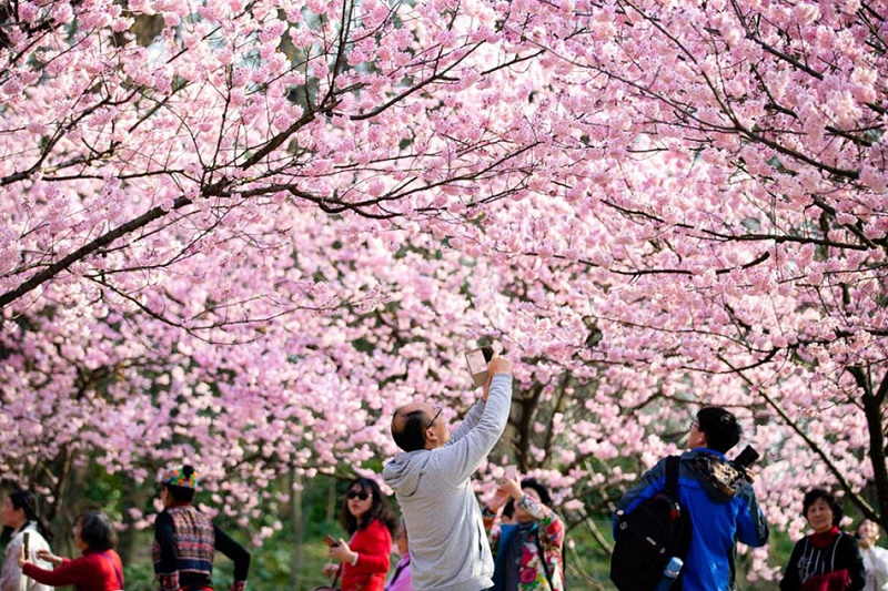 Hoa anh đào Côn Minh và Thanh Đảo: Nên đi đâu khi du lịch Trung Quốc mùa xuân 2026? 