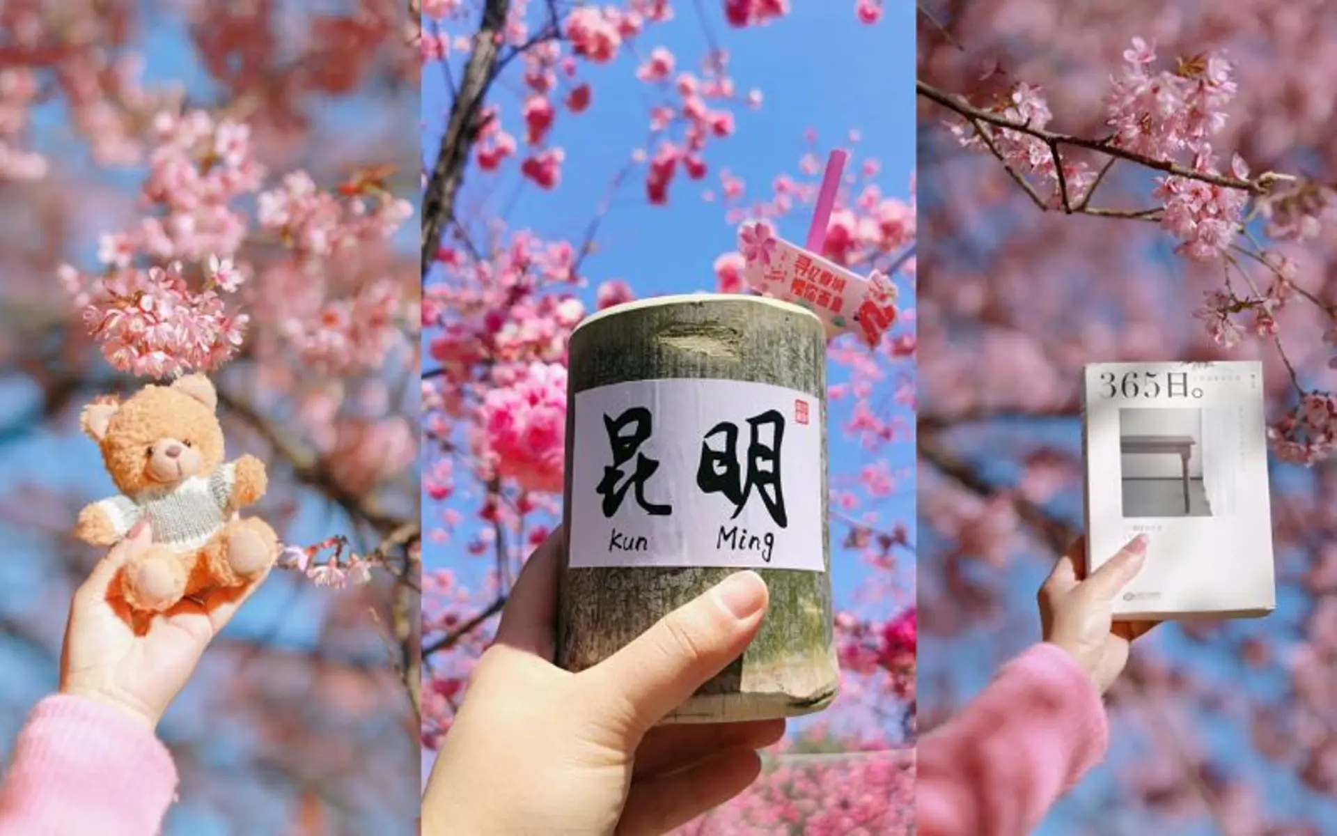 Du lịch Trung Quốc hoa anh đào tháng 3 - 4 | Cẩm nang Du Lịch Triều Hảo