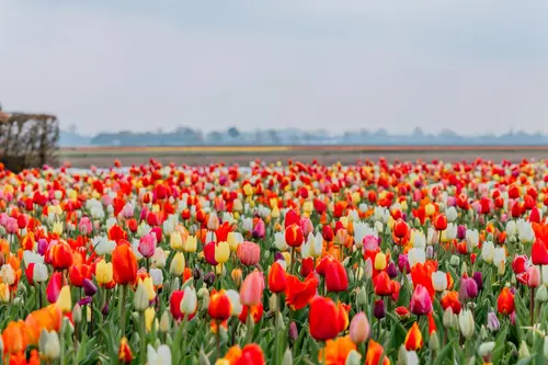 Du lịch Châu Âu mùa xuân 2026 - Điểm hẹn rực rỡ Amsterdam & hoa tulip