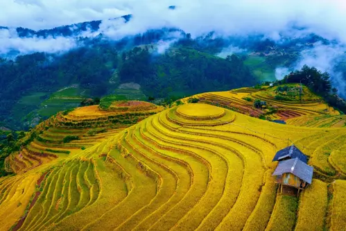 Ngắm lúa chín Sa Pa ở đâu? 5 bản đẹp ngoài Cát Cát