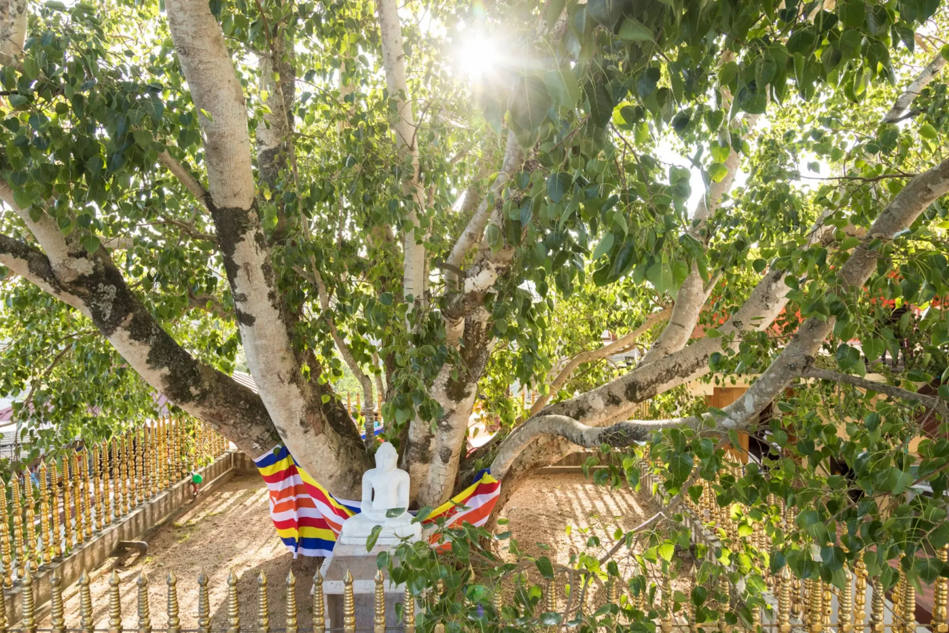 Sri Maha Bodhi - Cây bồ đề linh thiêng ở Sri Lanka 