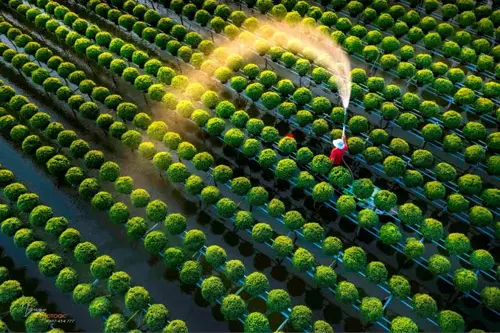 Làng hoa Sa Đéc nên đi trước Tết bao lâu? 7 kinh nghiệm để gặp đúng mùa hoa đẹp nhất 