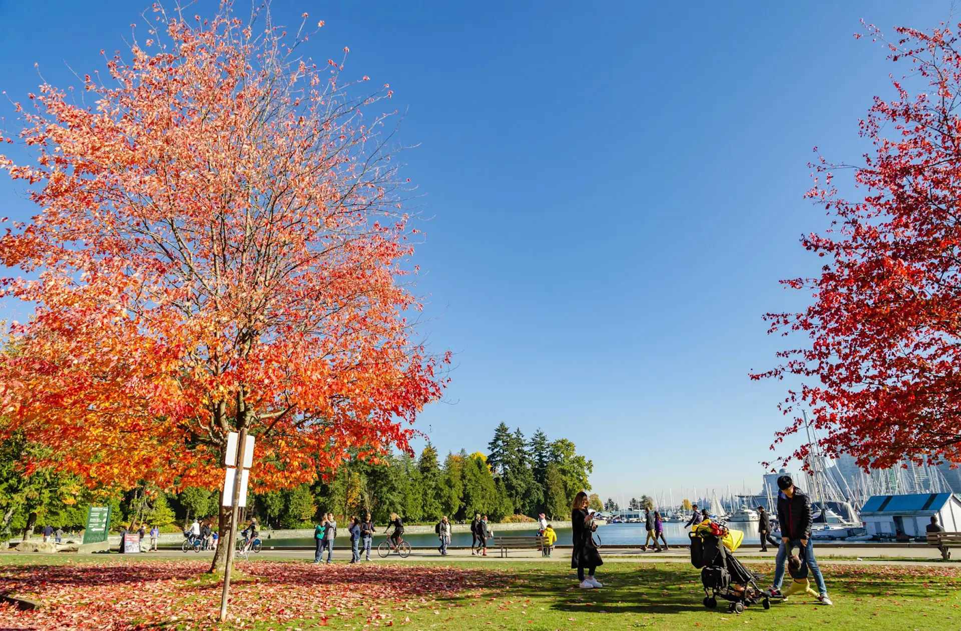 Stanley Park mùa thu 2025 | Điểm nhấn không thể bỏ lỡ khi đến Canada