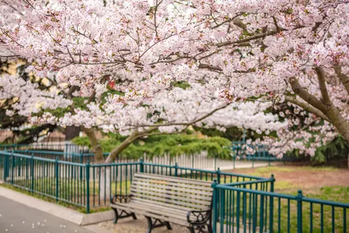 Du lịch Trung Quốc mùa hoa anh đào 2026 - Vì sao Côn Minh & Thanh Đảo hot nhất?