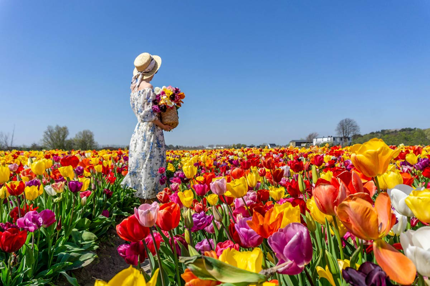 5 Tips Check-in Sống Ảo Đẹp Nhất Tại Vườn Hoa Keukenhof 2025