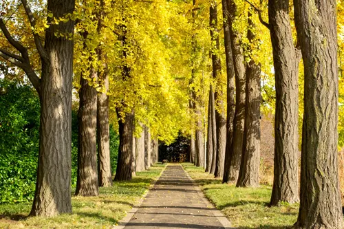 Vườn Bách thảo Brooklyn mùa thu – Lạc bước trong thiên đường lá vàng và sắc thu rực rỡ