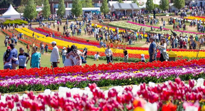 Top 7 Sự Kiện Nổi Bật Trong Mùa Hoa Tulip Tại Vườn Hoa Keukenhof
