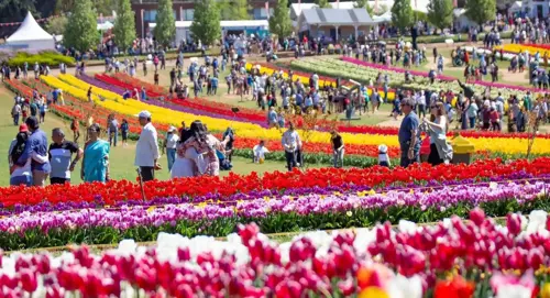 Top 7 Sự Kiện Nổi Bật Trong Mùa Hoa Tulip Tại Vườn Hoa Keukenhof