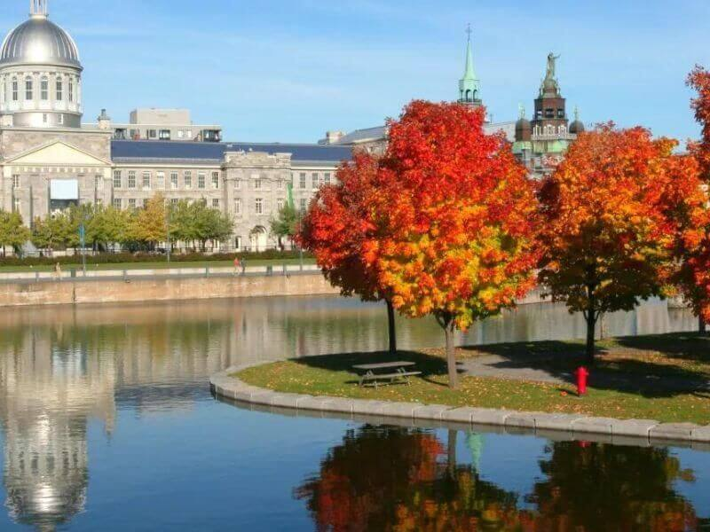 Montreal mùa thu 2025 | Khám phá sắc vàng tuyệt đẹp trên núi Mount Royal