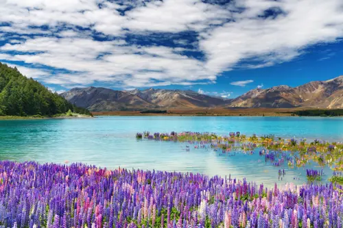 Lake Tekapo New Zealand - Thiên đường ngắm sao đẹp nhất Nam Đảo 2025